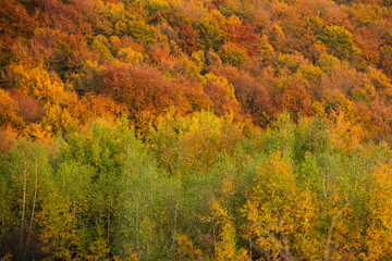 Autumn forest. Forest autumn landscape in sunny day. Orange fall leaves in park, autumn natural background. Orange autumn tree, red maple leaves in fall forest. Trees an autumnally colored.