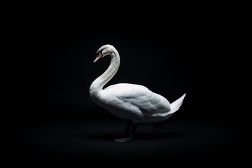 Fototapeta premium white swan on black background