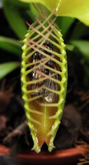 Venus fly trap