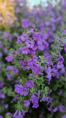 Obraz premium Texas Sage In Bloom