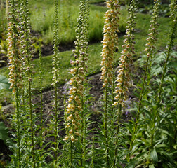 group of rusty foxglove (digitalis ferruginea L.) plants during summer