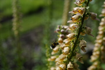 rusty foxglove (digitalis ferruginea L.) in the garden