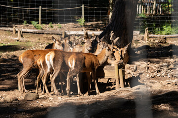 Varios Ciervos Comiendo juntos en un bosque