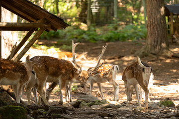 Varios Ciervos Comiendo juntos en un bosque