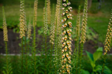 rusty foxglove (digitalis ferruginea L.) in the garden
