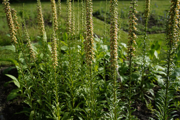 group of rusty foxglove (digitalis ferruginea L.) plants during summer rden © Olivia Neuhaus