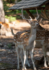 Ciervo con cuernos y manchas blancas en el bosque