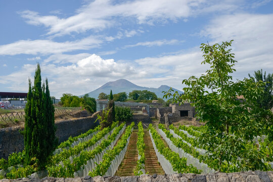 Vineyard rows and historical ruins in Pompeii, Italy