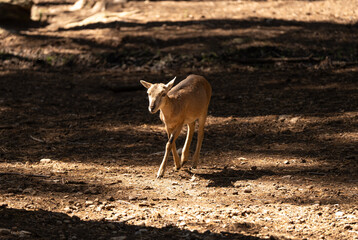 Ciervo bebé marron caminando en el bosque