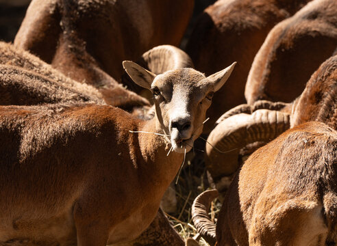 Corzos comiendo juntos vistos desde cerca