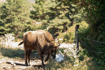 Bisonte marron en un prado 