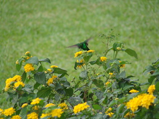 Obraz premium Hummingbird