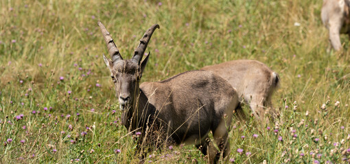 Ibex alpino con cuernos en un prado verde