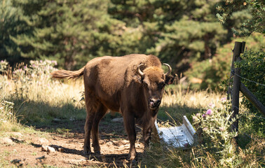 Fototapeta premium Bisonte marron en un prado 