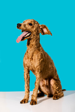 Brown curly-coated dog on a vibrant blue background