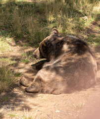 Obraz premium Oso grande marrón tumbado en el suelo con tierra