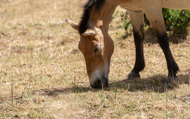 Fototapeta premium Caballo Salvaje marron Comiendo hierba desde cerca