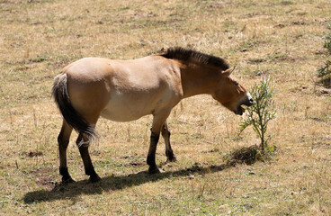 Caballo salvaje marron comiendo de una planta en un prado