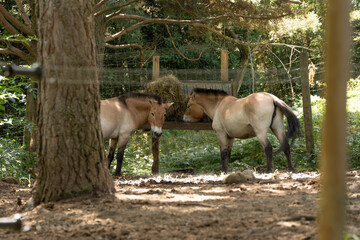 Caballos salvajes marrones comiendo hierva en el campo 
