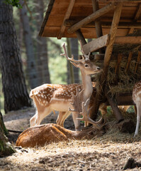 Gamo con cuernos y manchas blancas mirando al frente