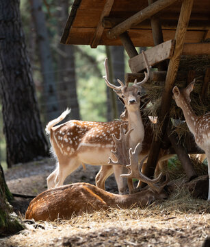 Gamo con cuernos y manchas blancas mirando al frente
