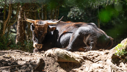 Bobino de Heck tumbado al sol con moscas en la cara