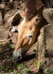 Caballo Salvaje marron Comiendo hierba desde cerca