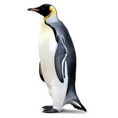 Fototapeta premium penguin on transparent background