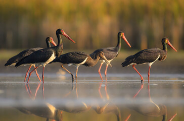 Black stork bird ( Ciconia nigra ) © Piotr Krzeslak