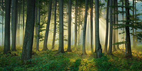 Obraz premium Beautiful sunny morning in green forest