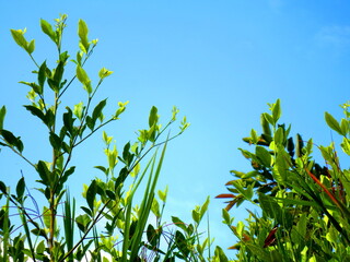 Plants and Sky