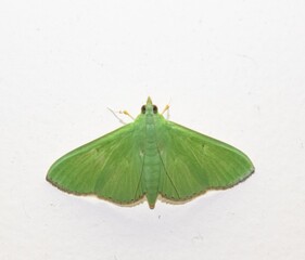 green crambid snout moth or scientifically called pyraustinae