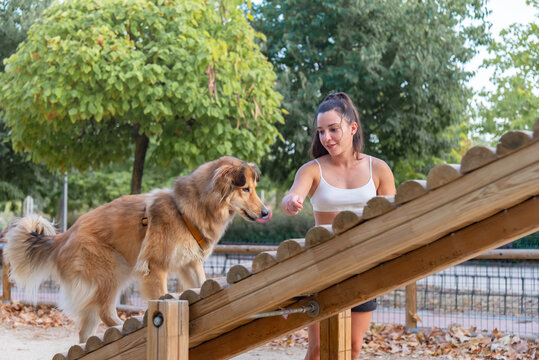 Young woman training Shetland Sheepdog in a park