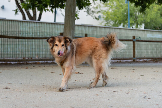 Shetland sheepdog training in outdoor setting