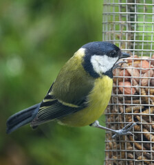 a great tit