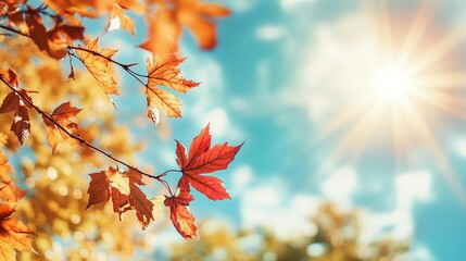 Obraz premium Autumn Leaves Against a Sunny Sky