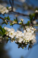 Plum Tree Spring Flowers
