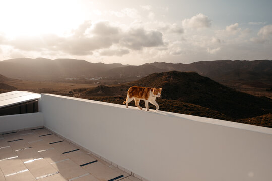 Cat walking on a rooftop overlooking scenic hills in Cabo de Gata