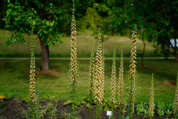 Rostfarbiger Fingerhut ( digitalis ferruginea L.)