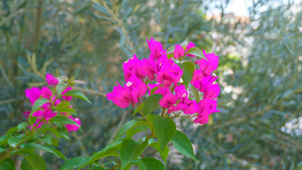 Pink bougainvillea flowers with vibrant green leaves stand out against a natural, soft-focus background, adding color and beauty to a serene outdoor setting.