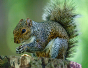 squirrel eating nut