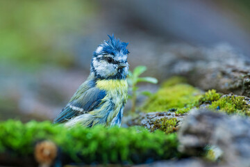Blue tit is bathing. Sprays water. Wet bird. Czechia.