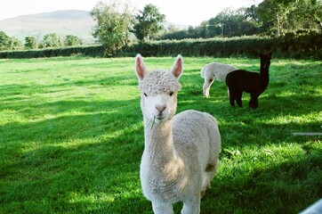 Ireland Vacation © Sam