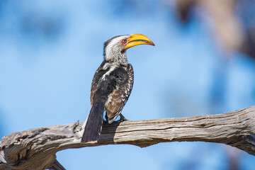 Eastern yellow-billed hornbill (Tockus flavirostris), also known as the northern yellow-billed hornbill, flying
