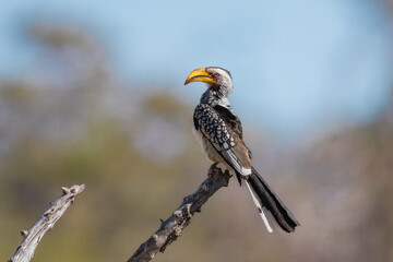 Eastern yellow-billed hornbill (Tockus flavirostris), also known as the northern yellow-billed hornbill, flying