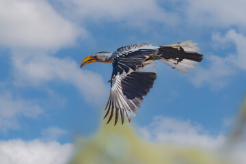 Eastern yellow-billed hornbill (Tockus flavirostris), also known as the northern yellow-billed hornbill, flying