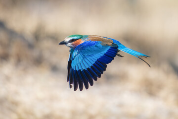 Closeup and portrait of bird , in flight. The Lilac breasted Roller is a bird of the family Coraciidae, the rollers. It occurs widely from West Asia to the Indian Subcontinent. 4k resolution