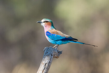 Closeup and portrait of bird , in flight. The Lilac breasted Roller is a bird of the family Coraciidae, the rollers. It occurs widely from West Asia to the Indian Subcontinent. 4k resolution