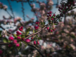 Spring blossom