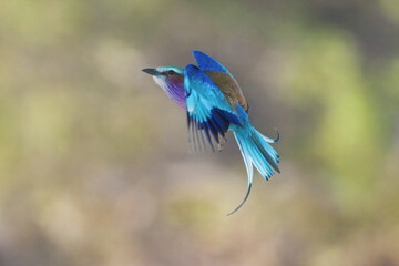 Closeup and portrait of bird , in flight. The Lilac breasted Roller is a bird of the family Coraciidae, the rollers. It occurs widely from West Asia to the Indian Subcontinent. 4k resolution